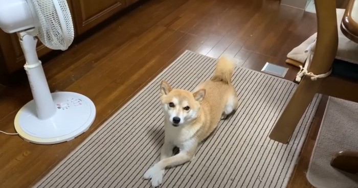 前足をクロスして座る犬