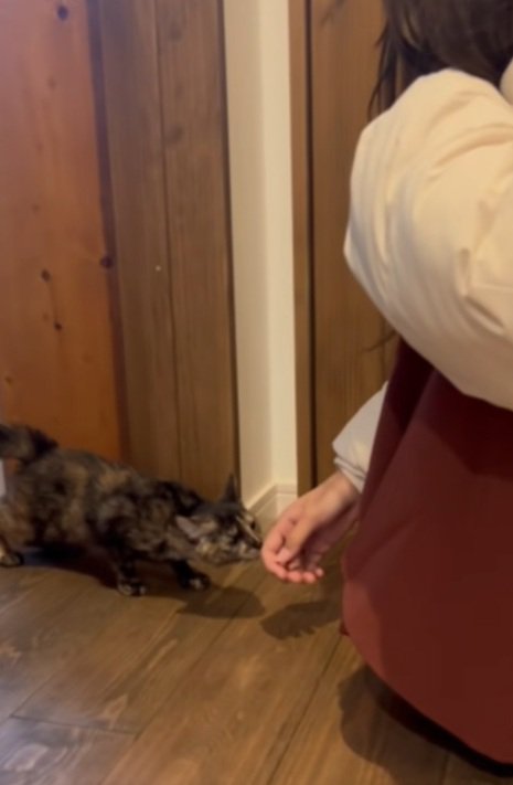 緊張してしっぽがふくらんでいる猫と手をさしだす女性