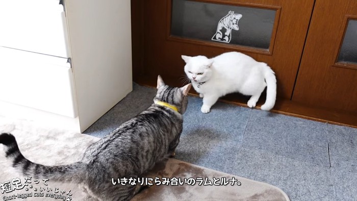 にらみ合う縞模様の猫と白猫