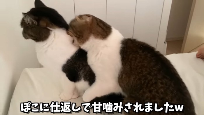 噛む猫と噛まれるんw個