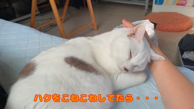 人の手にスリスリする猫