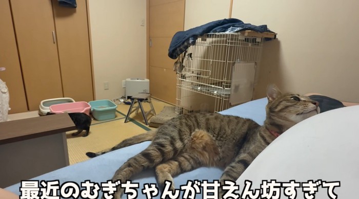 きじとら猫