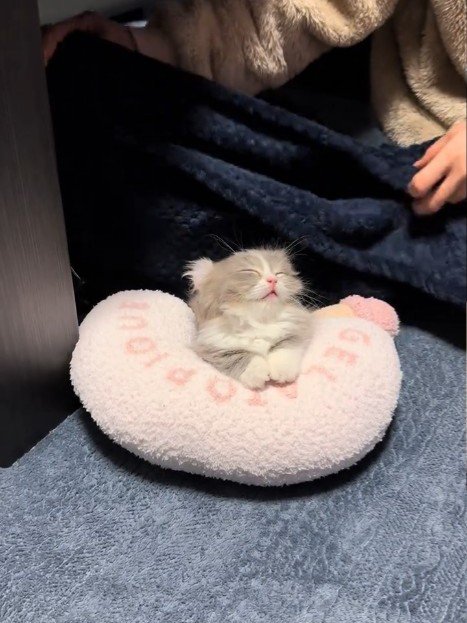 寝ている猫