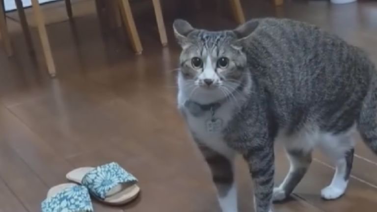 室内にいる猫