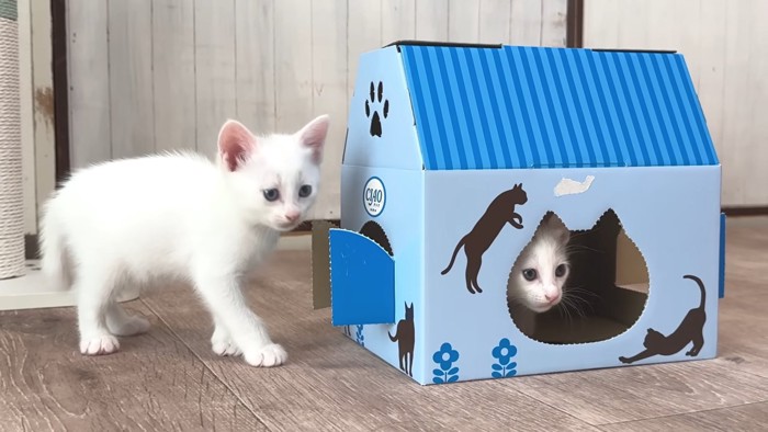 箱で遊ぶ子猫たち