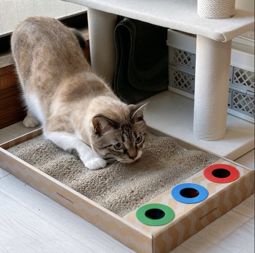 かまえる猫
