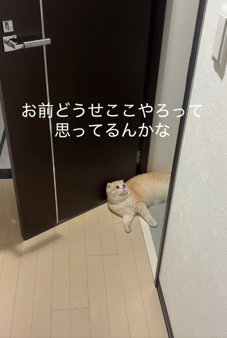 寝そべる猫