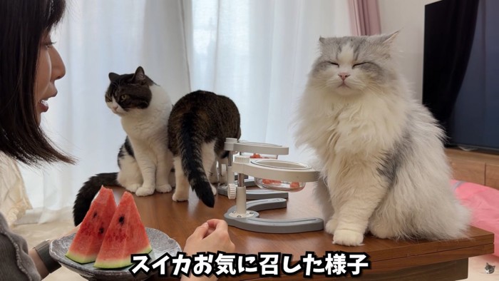 テロップ「スイカお気に召した様子」