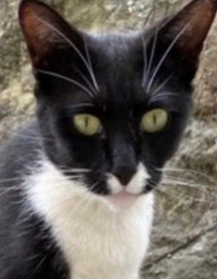 野良猫時代(顔)