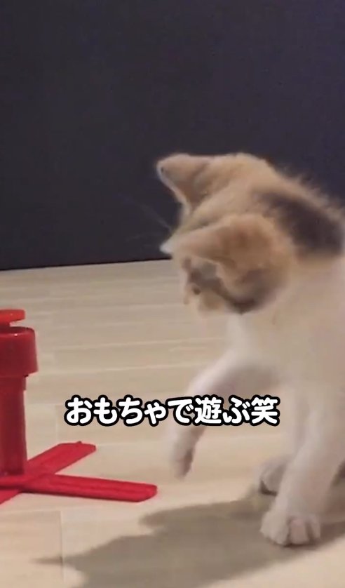 おもちゃを見て右前足を上げる子猫