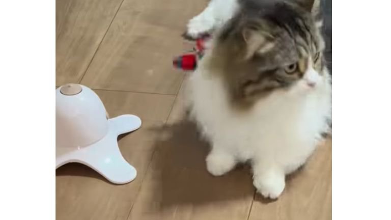 猫と電動オモチャ