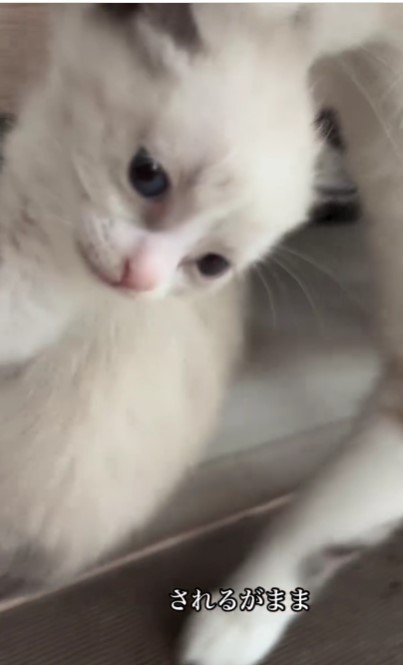 母猫に運ばれる子猫