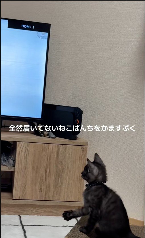 テレビを見ている子猫