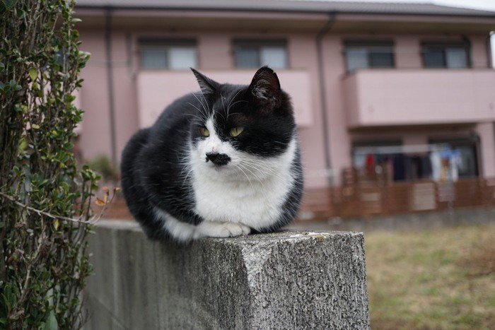 塀の上の猫