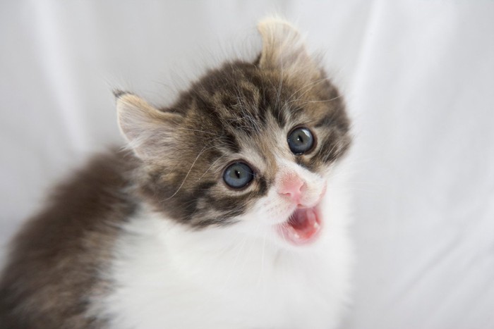 見上げるアメリカンカールの子猫