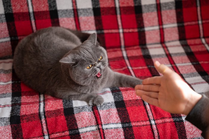猫パンチ