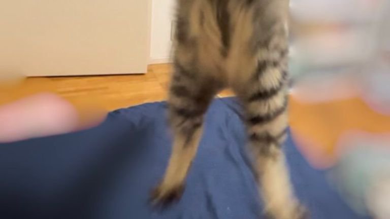 遊んでいる猫