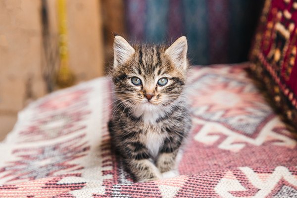 じっとするキジ子猫