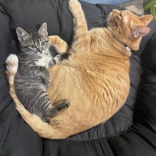 くっついて寝そべる成猫と子猫