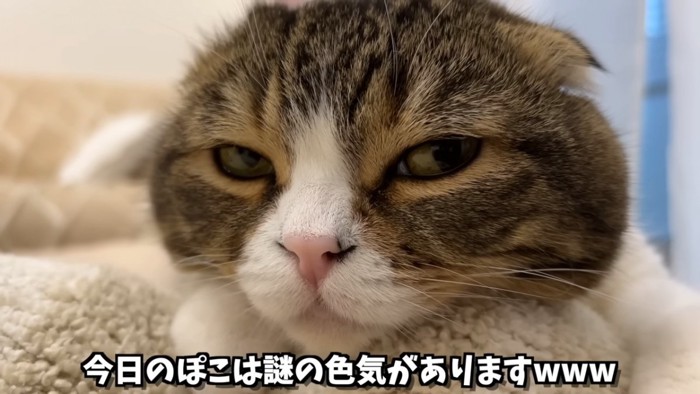 目を少し細める猫の顔