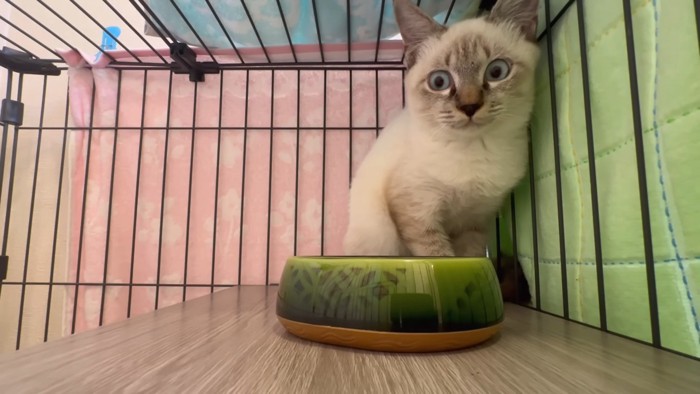 お皿に視線を向ける猫