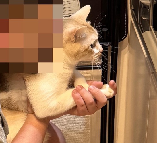 猫の手を握る男性