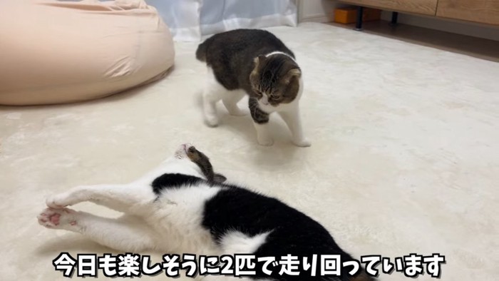 寝そべる猫を見る立っている猫