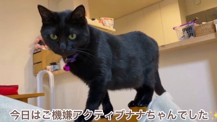 立つ猫