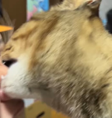 猫に鼻をかまれて叫ぶ飼い主