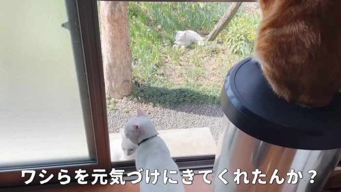 外にいる猫たち