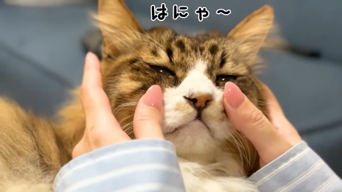 はにゃ〜