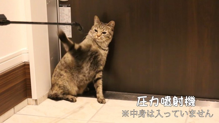 噴射機にパンチする猫