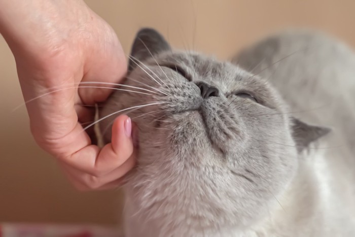 女性の手と猫