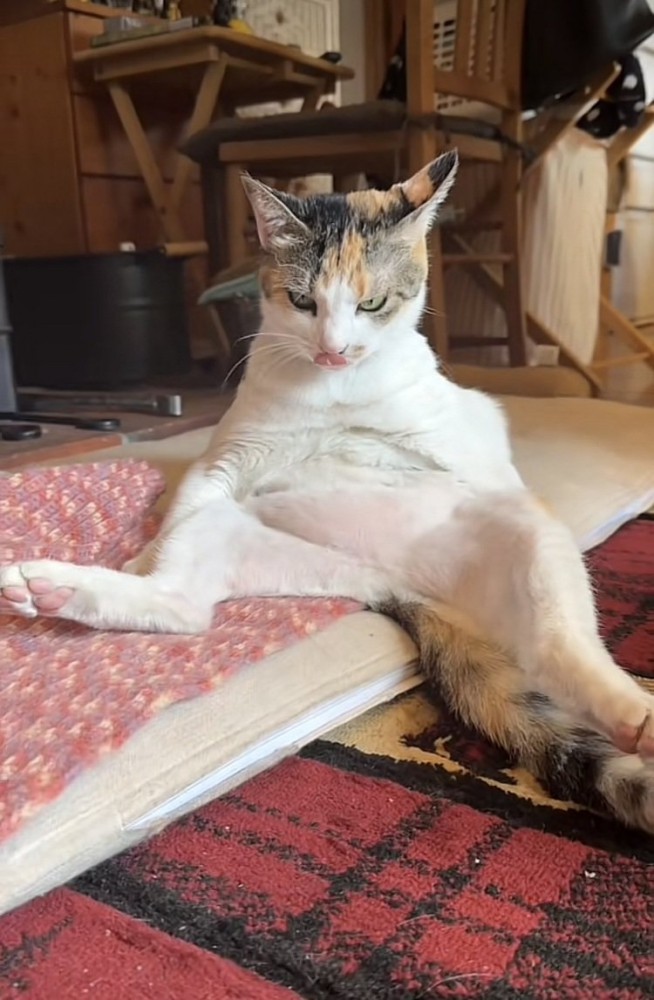 布団の上で毛繕いする三毛猫