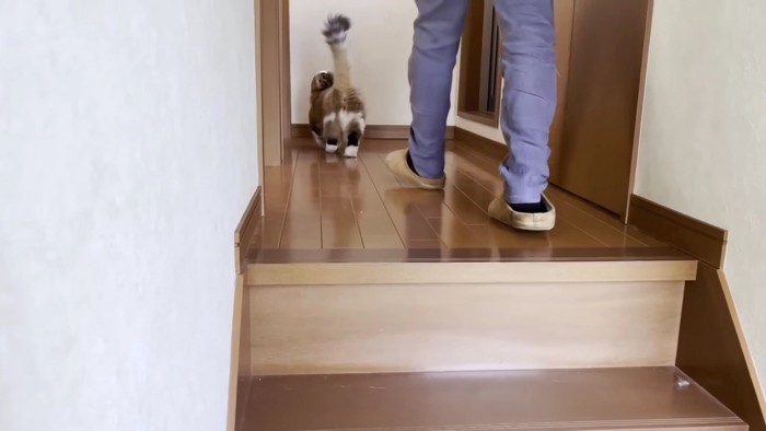 猫のお尻と飼い主の足