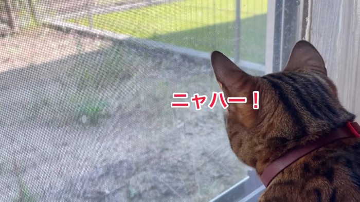 ニャハーと鳴く猫