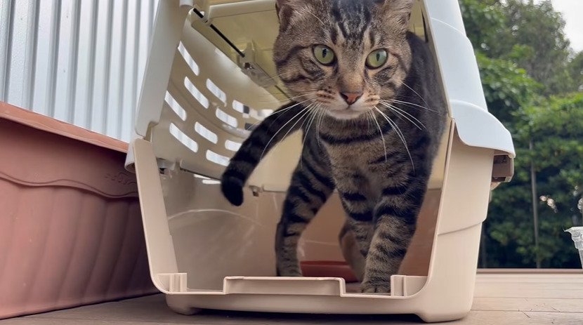 キャリーに入る猫