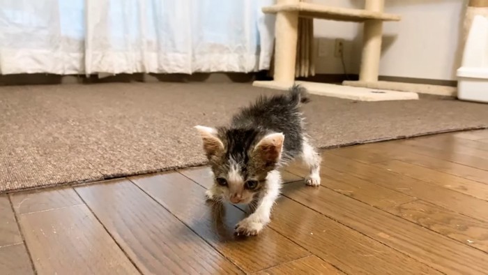 カメラに近づく子猫