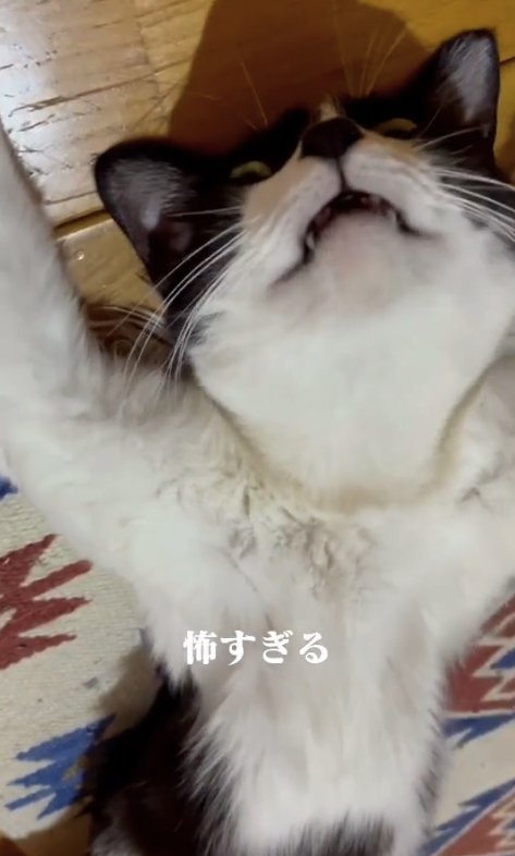 ヘソ天して口を開けているカメラ目線の猫（ややヒキ）