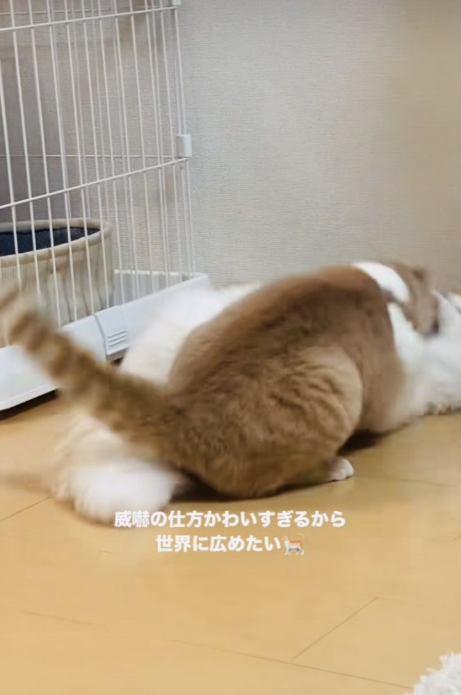 ケンカするマンチカンとミヌエット