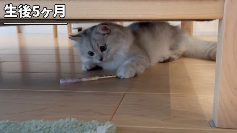 テーブル下で遊ぶ子猫