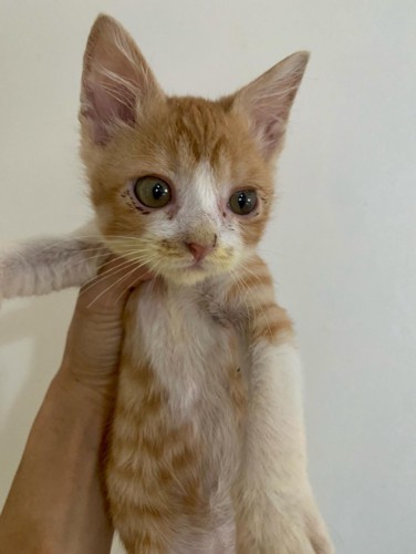 子猫