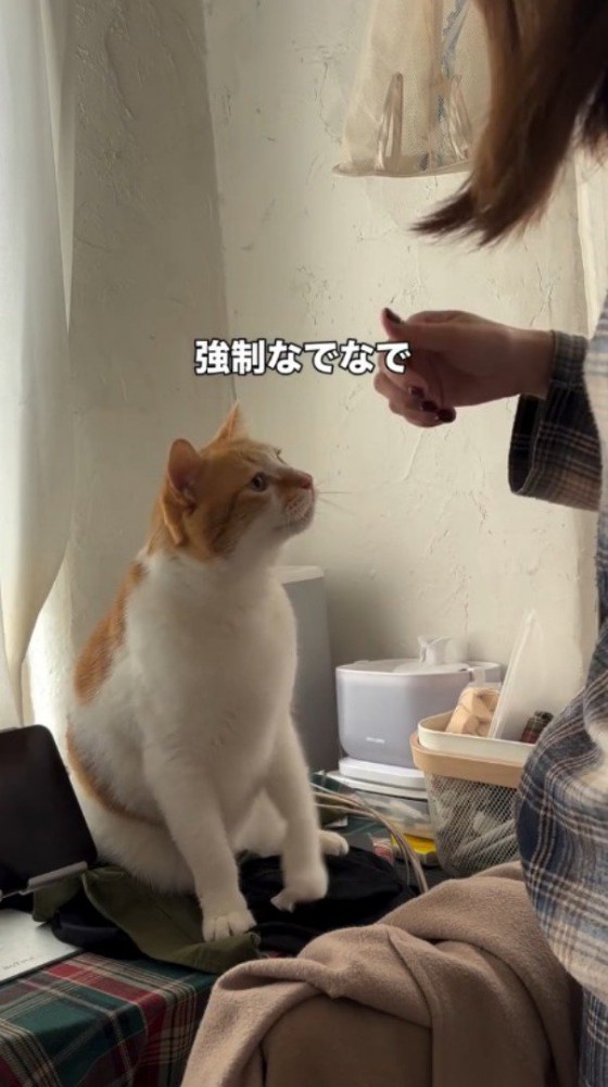猫の目の前で手を止める飼い主