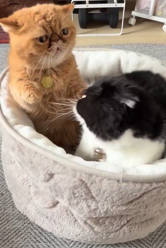 不穏な空気の2匹の猫
