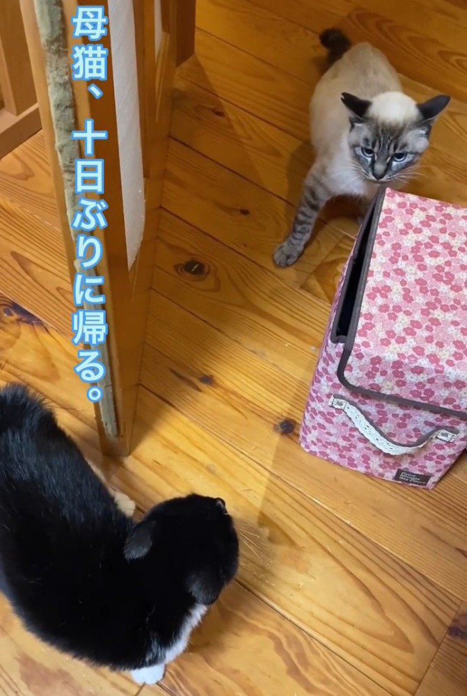 向かい合う2匹の猫