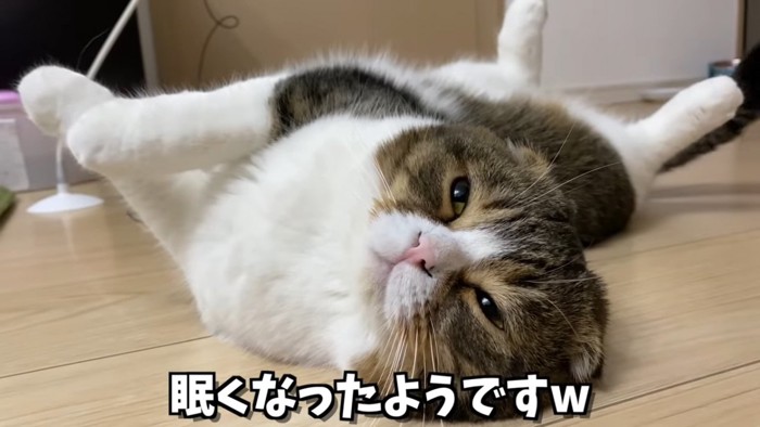 ヘソ天の猫