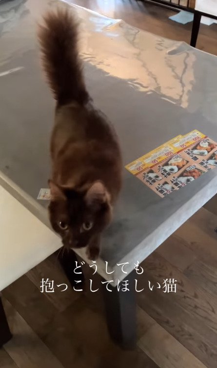 飼い主さんに近づこうとする猫