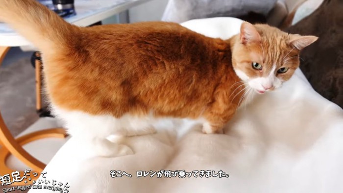 人の上に立つ猫