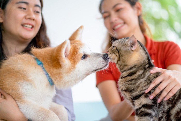 猫にキスする犬