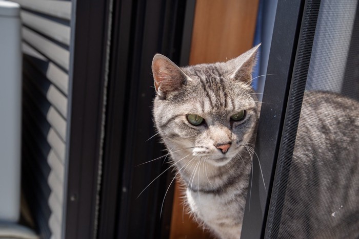 窓から顔を出す猫